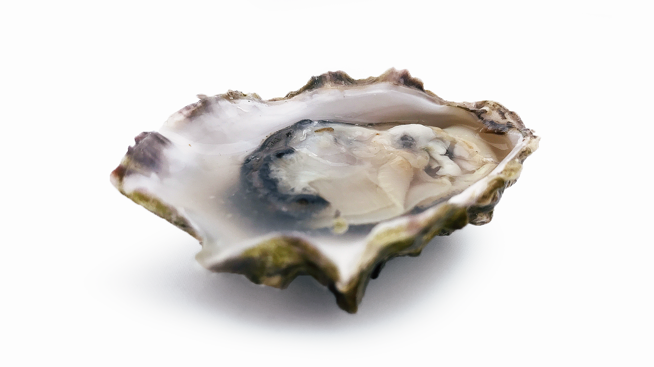 Willapa Bay Oyster - Oysterater.