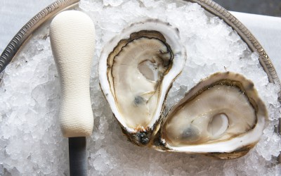 pemaquid oyster